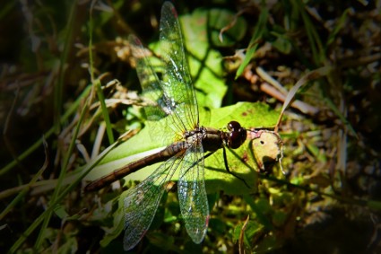 Dragonfly serangga alam