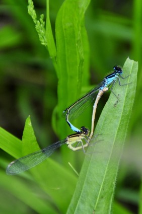 Dragonfly serangga berpasangan