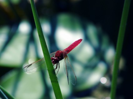 Dragonfly serangga merah dragonfly
