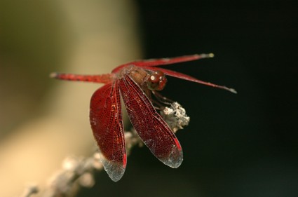 libellule insecte rouge libellule