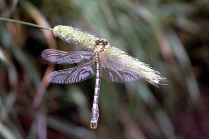 Dragonfly Insects Nature Reed