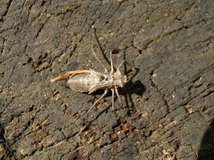 Dragonfly Larva Larva Hatched