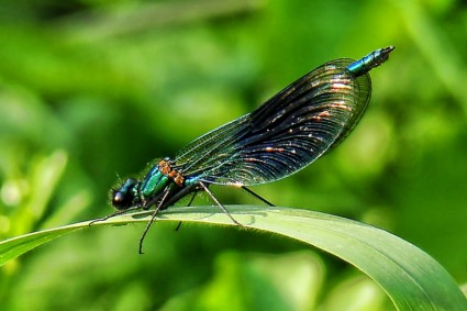 Dragonfly alam capung