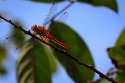 蜻蜓自然昆蟲