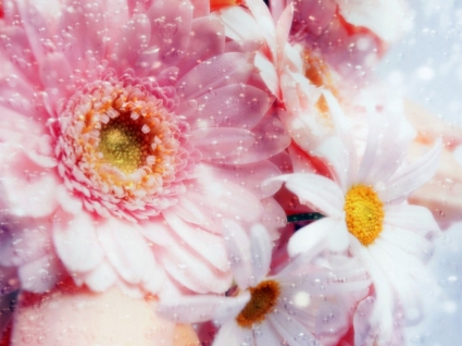 أحلام الزهور الوردي خلفية زهور الطبيعة
