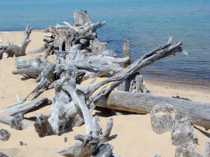 Playa de Lago superior Driftwood