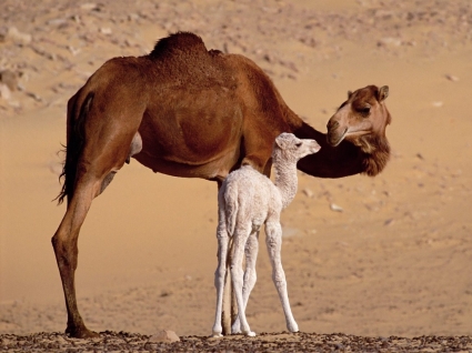 mundo de Egipto dromedario camellos wallpaper