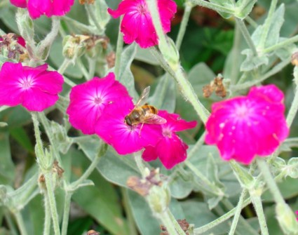 mosca zángano en flor rosa