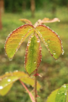 gocce di verde foglia gocce di verde foglia