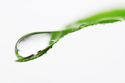 قطرات من الماء على أوراق نبات أخضر المقربة هايديفينيشن الصورة