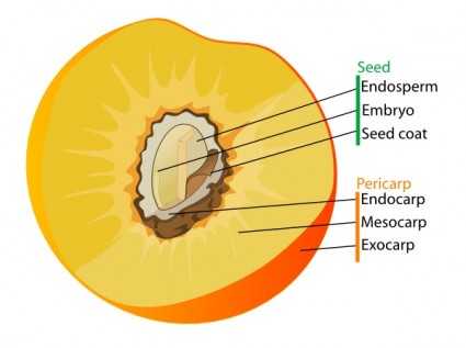 Steinfrucht Obst Diagramm de ClipArt