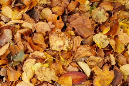 秋天的樹葉紋理