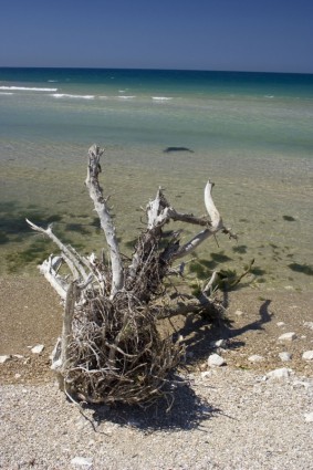 trockenen Baum am Strand