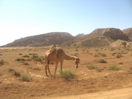 المناظر الطبيعية الصحراوية دبي