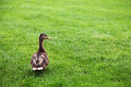 kaczka na zielonej trawie