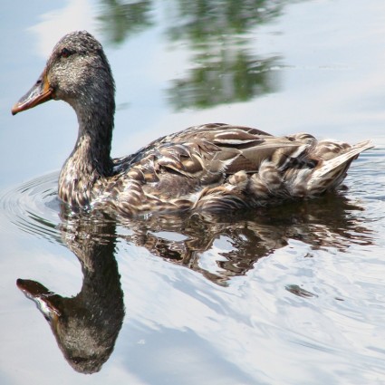 Duck With Reflection