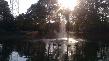 鸭在池塘