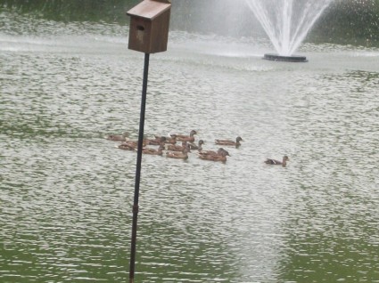 canards sur l'étang