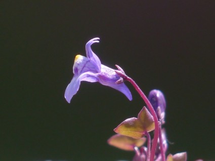 Далсимер растение цветок синий