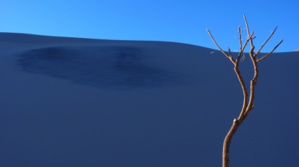 árbol de la duna de arena