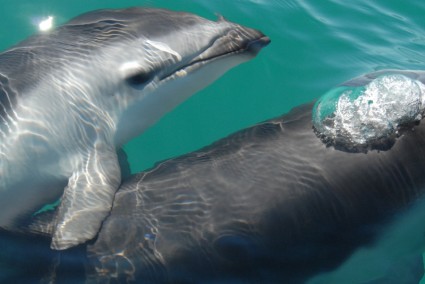 dolphin berkabut laut laut