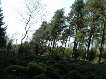bosque holandés