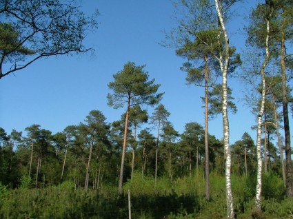 オランダの森