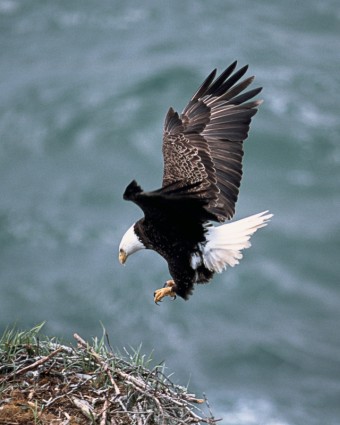 Đại bàng làm tổ bay bald eagle