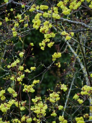 早期的紕漏槭樹花