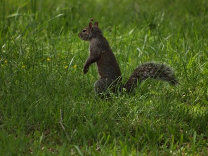 scoiattolo grigio orientale