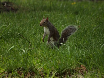scoiattolo grigio orientale