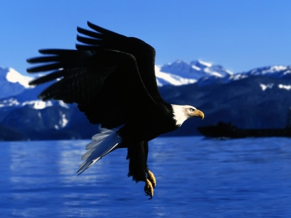 Легкая посадка Аляска обои птицы животных
