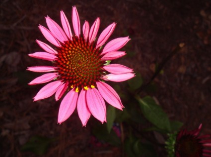 Echinacea màu hồng thiên nhiên
