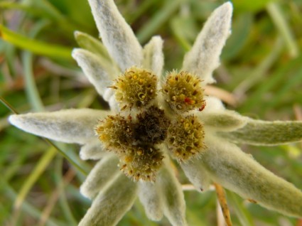 Edelweiss alpine bunga jarang