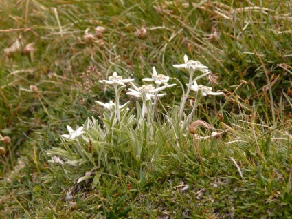 fiore alpino Edelweiss raramente