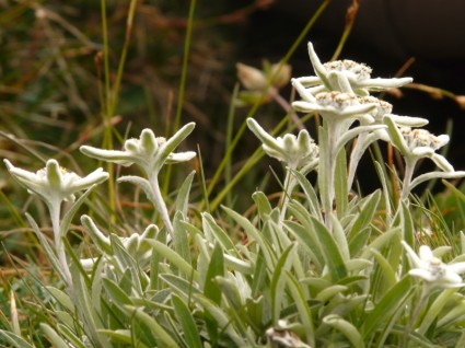 flor Alpina Edelweiss raramente