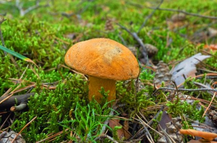 cogumelos comestíveis