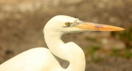 Egret chim hoang dã