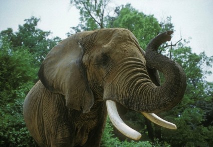 象のアフリカのサバンナの動物