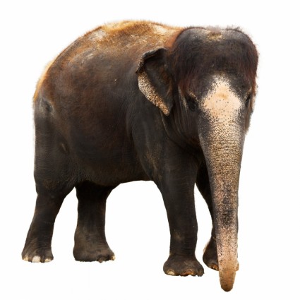 Gajah terisolasi
