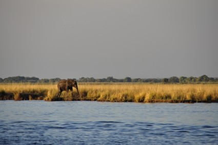 Elefant Wasserelefant Wandern einsam