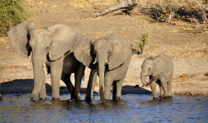 Gajah air gajah gajah betis