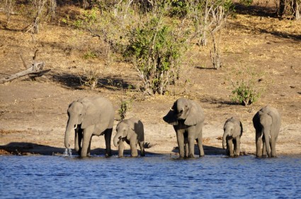 Elefant Wasser Elefant Elefanten Kalb