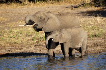 코끼리 코끼리 코끼리 종 아리를 물