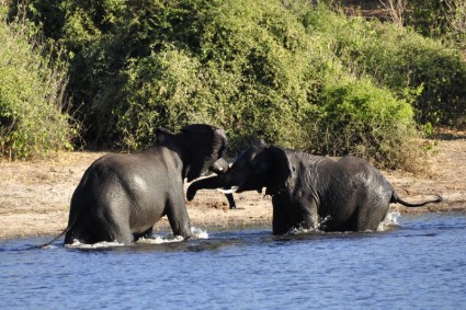 Elefant Wasser Elefant Kampf