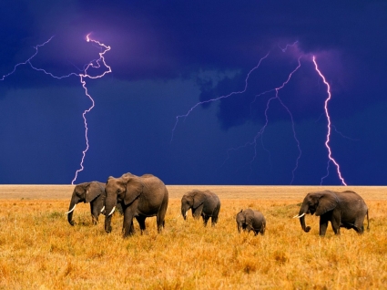 Elefanten in einem herannahenden Sturm Hintergrundbilder Elefanten Tiere