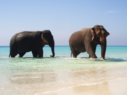 słonie w raju tapeta słonie zwierzęta
