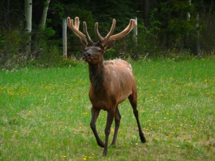 Elk hayvan yaban hayatı