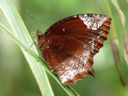 elymnias ヒュペルムネーストラー蝶の美しい