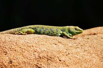 animali domestici di lizard lucertola color smeraldo